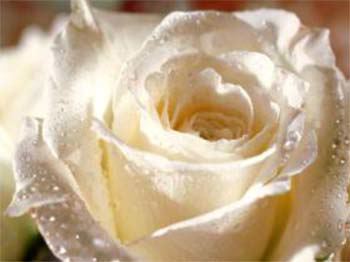 01 feher rozsa